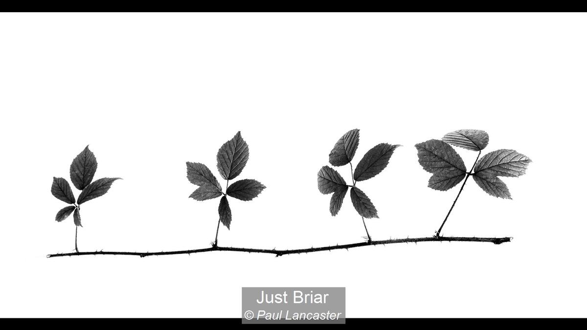 06_Just Briar_Paul Lancaster